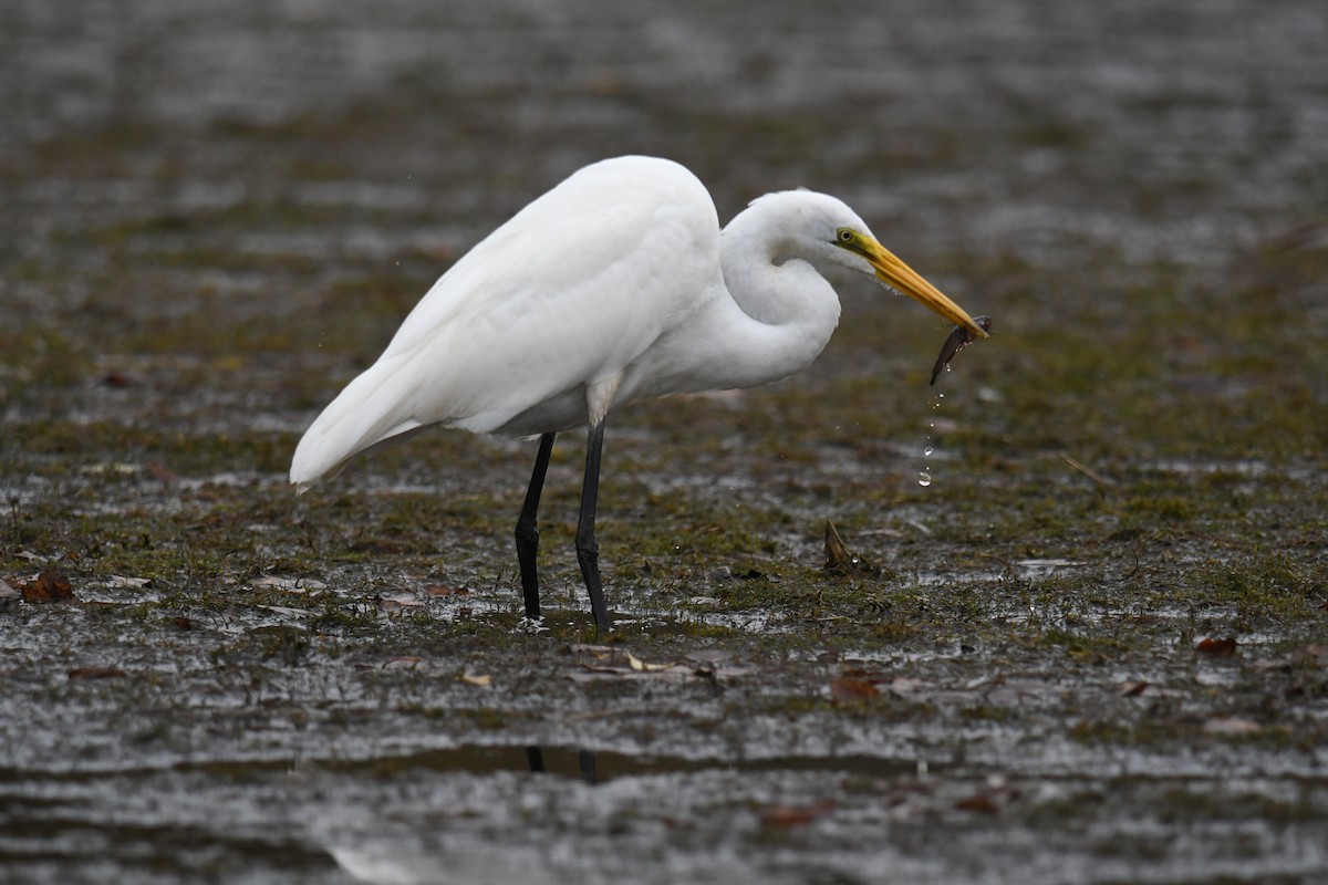 Great Egret - ML643465566
