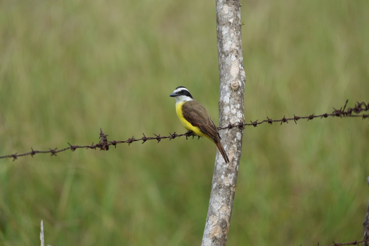 Boat-billed Flycatcher - ML643465576