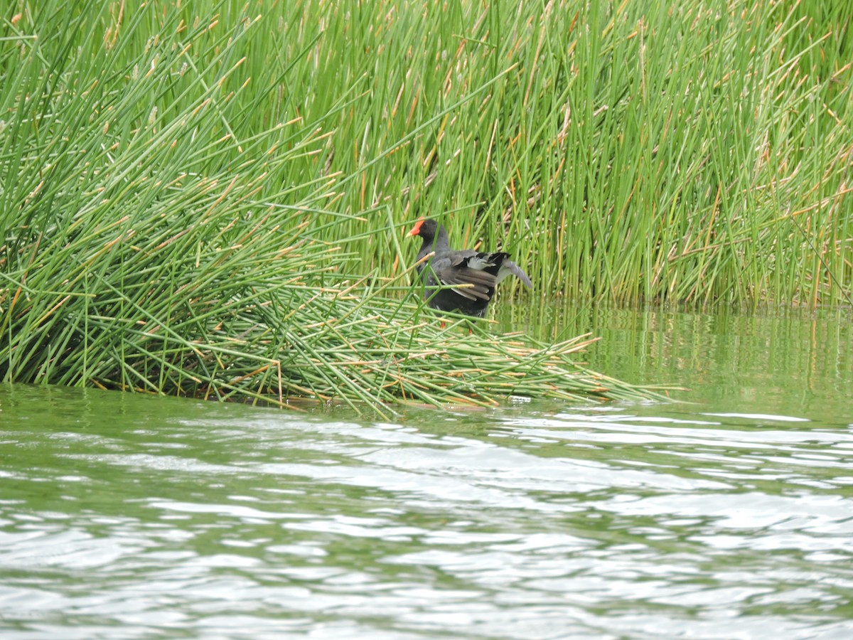 Common Gallinule - ML643465580