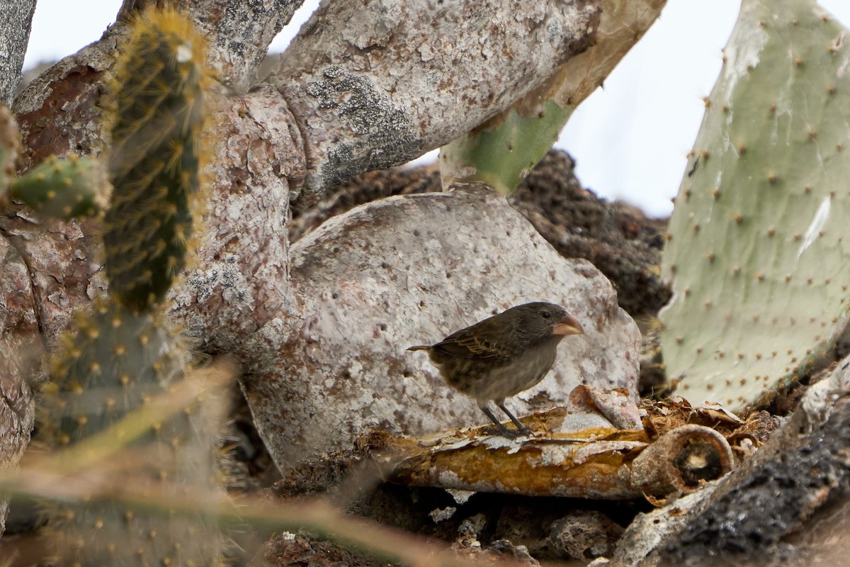 ヘノベササボテンフィンチ - ML643465606