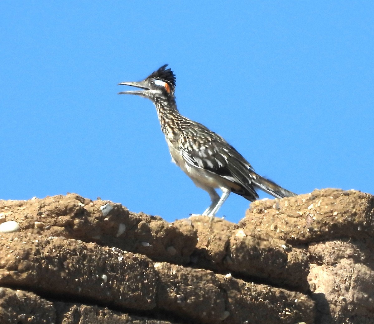 Greater Roadrunner - ML643465610