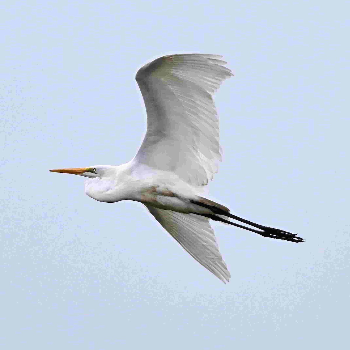 Great Egret - ML643465618