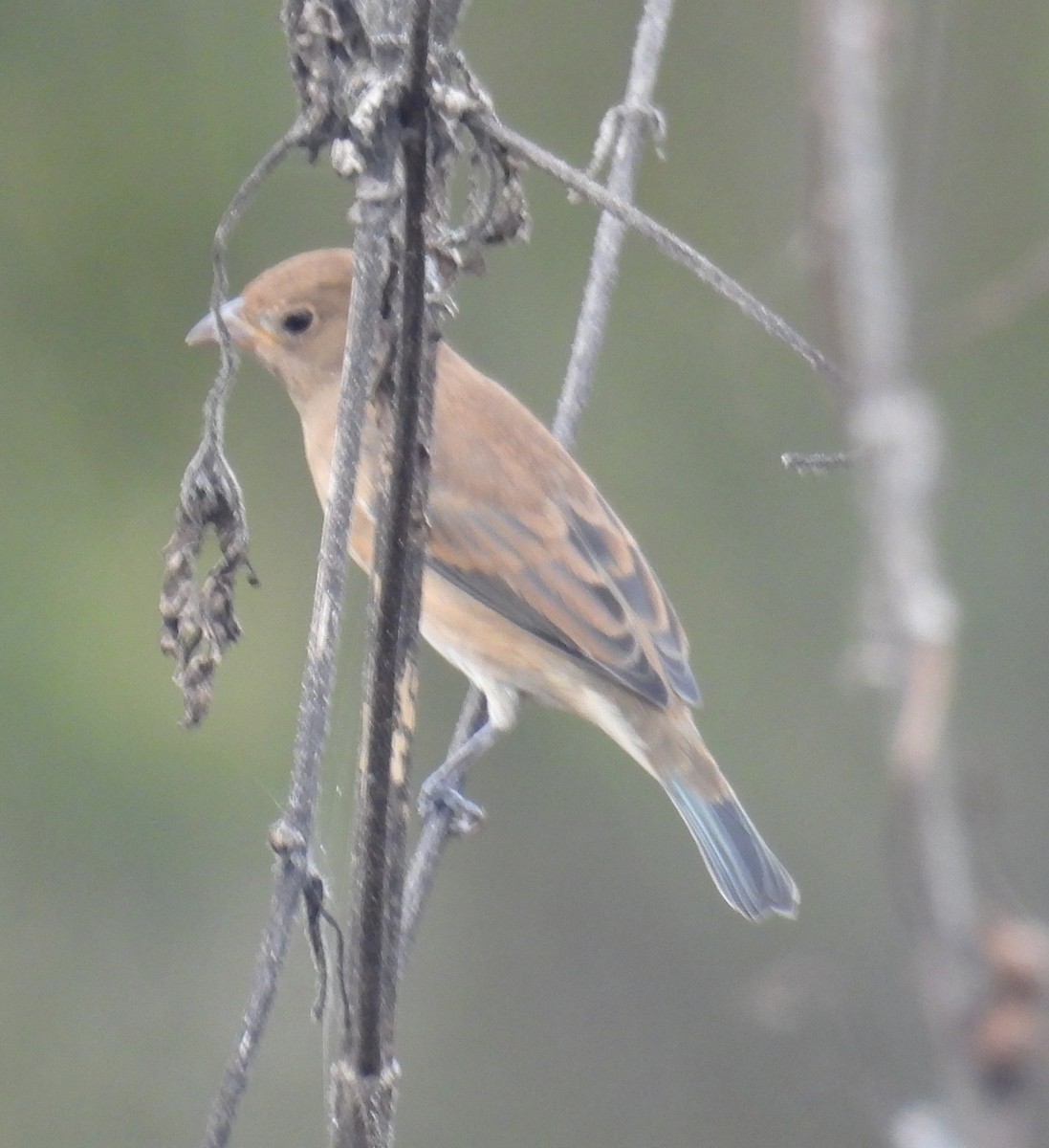 Indigo Bunting - ML643465620