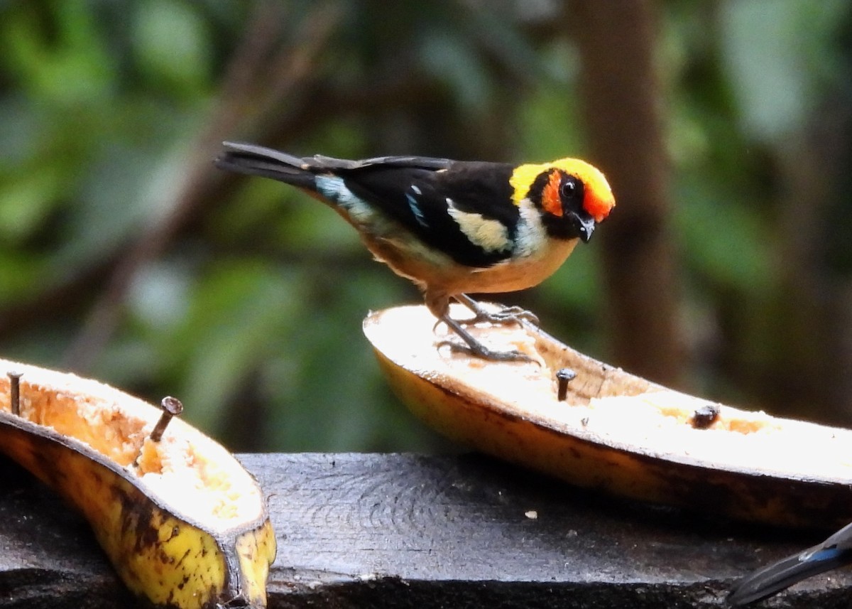 Flame-faced Tanager - ML643465624