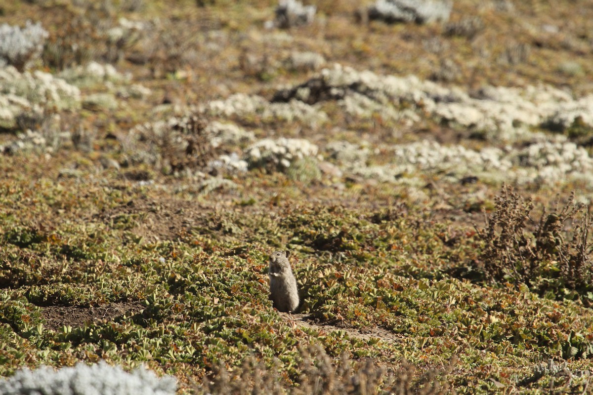 Heller's Vlei Rat - ML643465630
