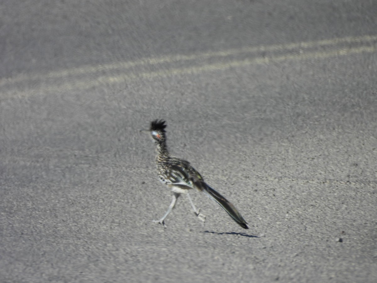 Greater Roadrunner - ML643465635