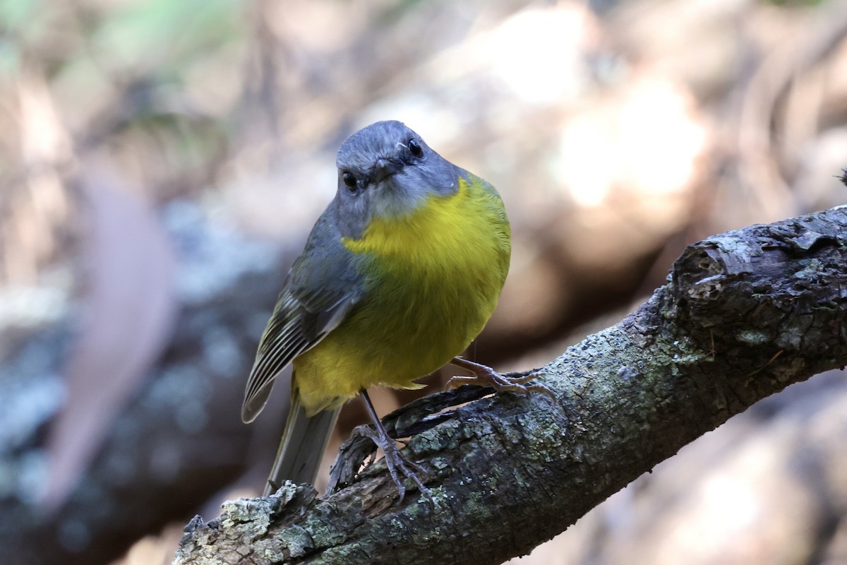 Eastern Yellow Robin - ML643465638