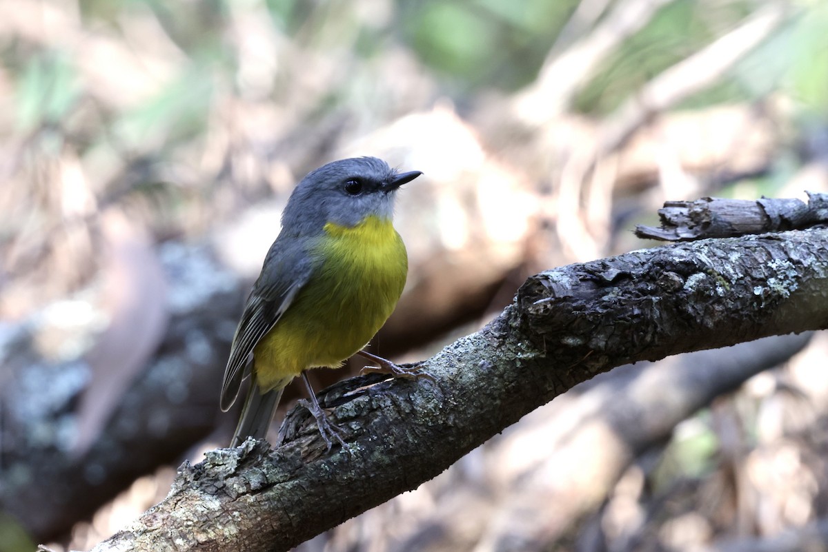 Eastern Yellow Robin - ML643465639