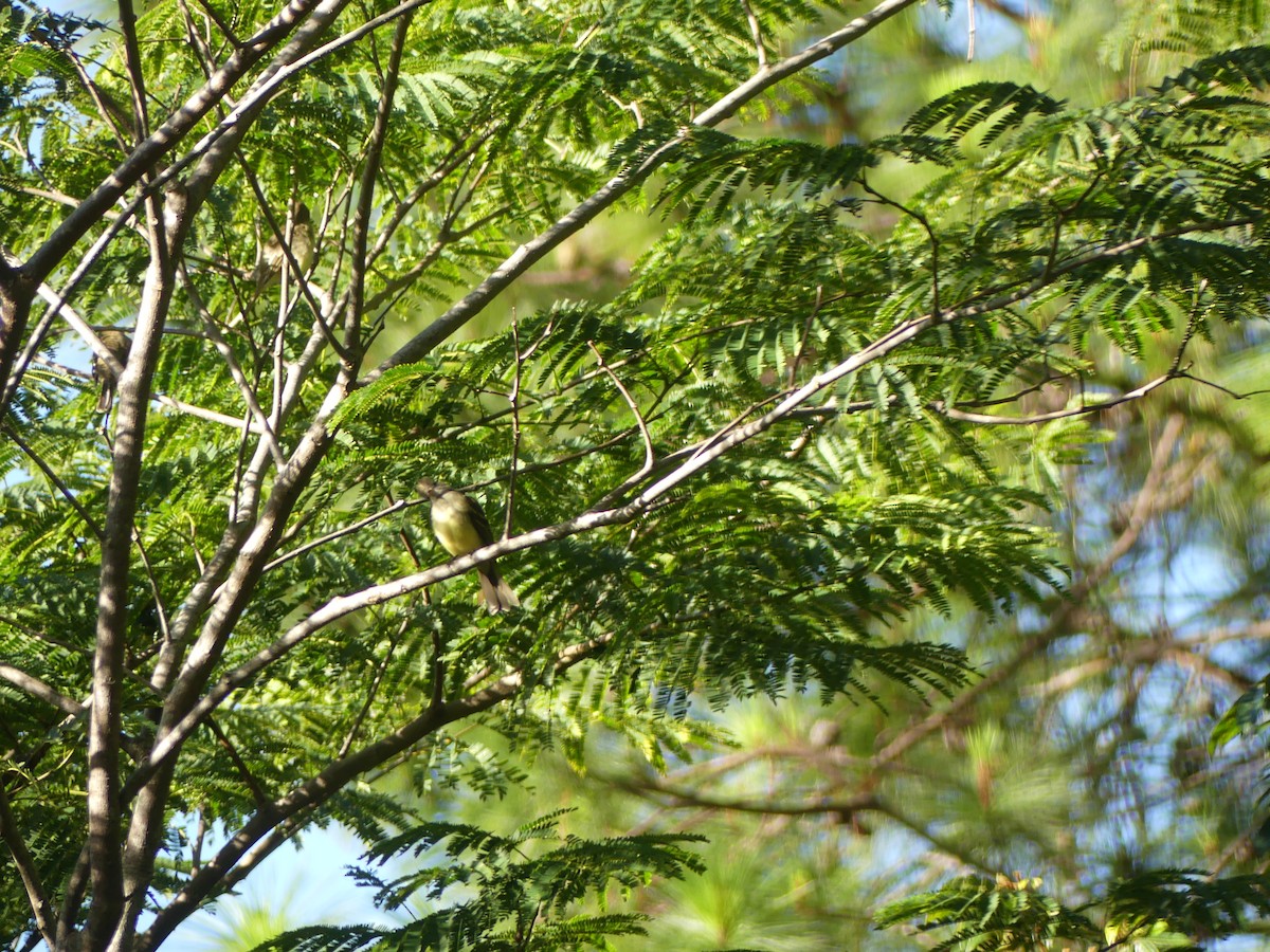 Great Crested Flycatcher - ML643465646
