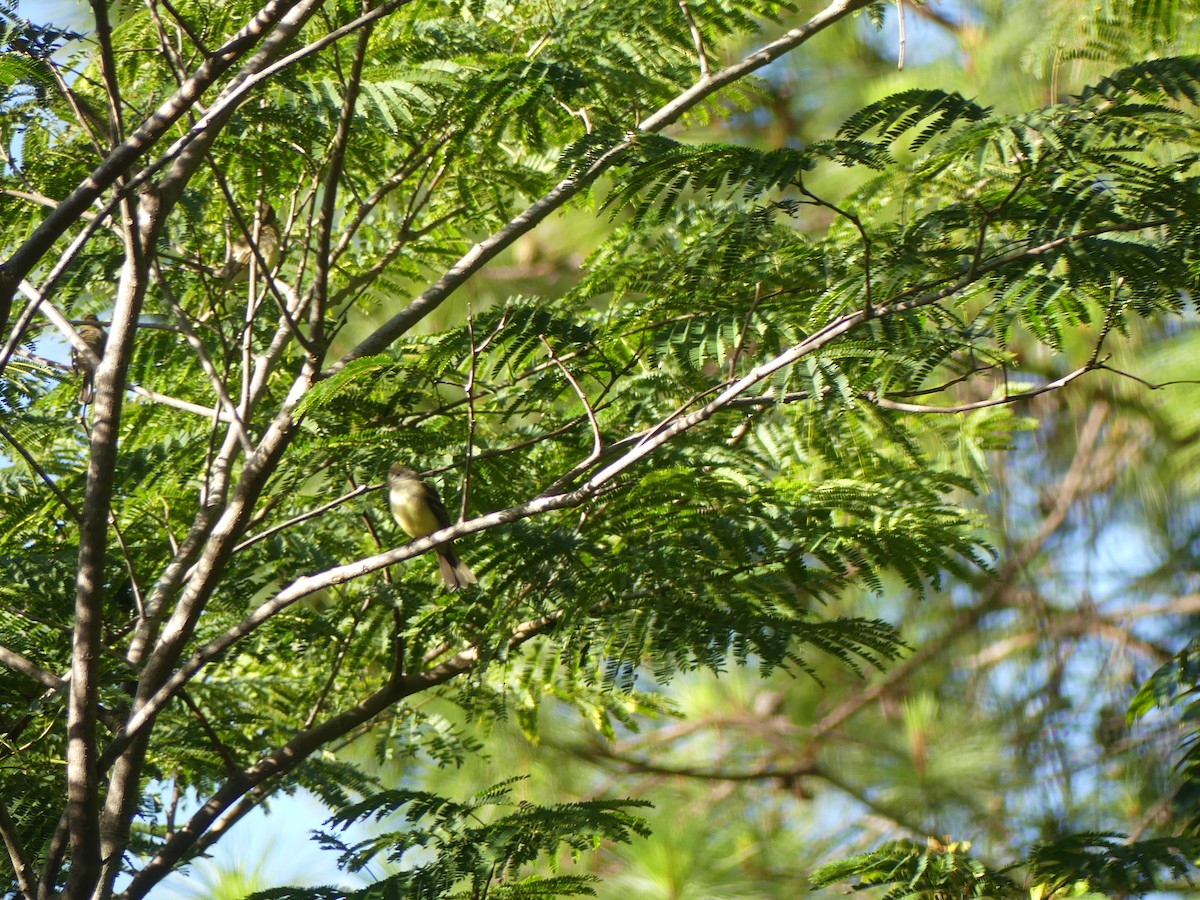 Great Crested Flycatcher - ML643465647