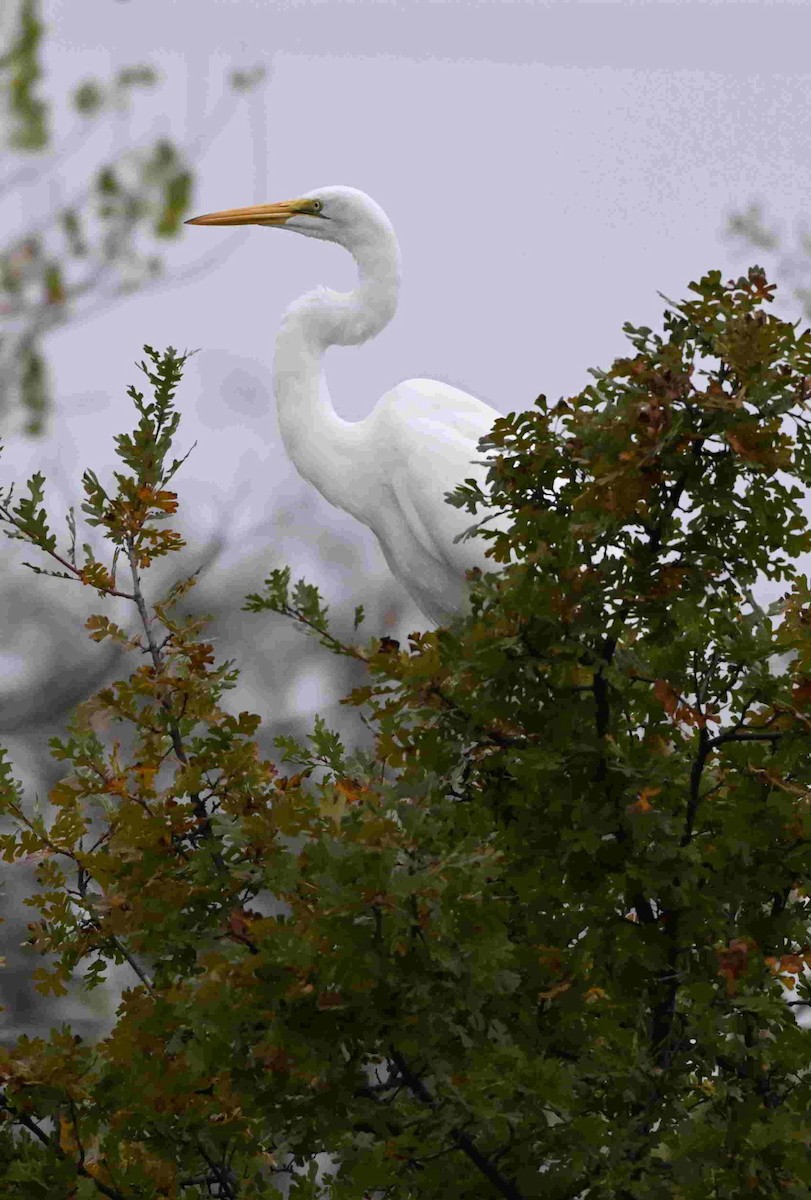 Great Egret - ML643465650