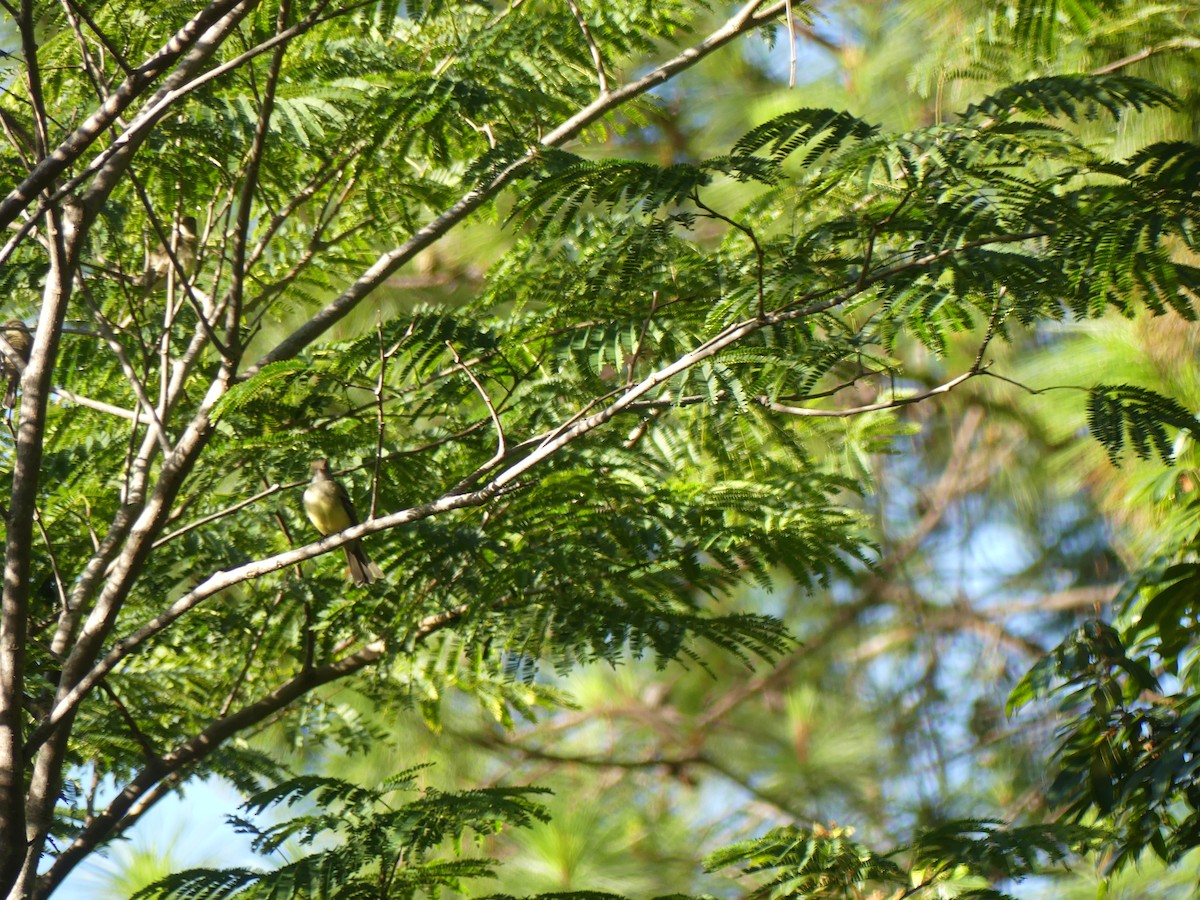 Great Crested Flycatcher - ML643465671