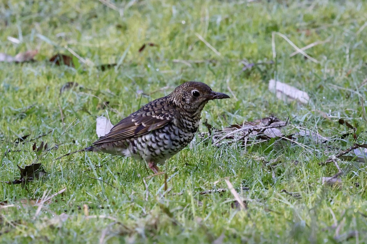 Bassian Thrush - ML643465672