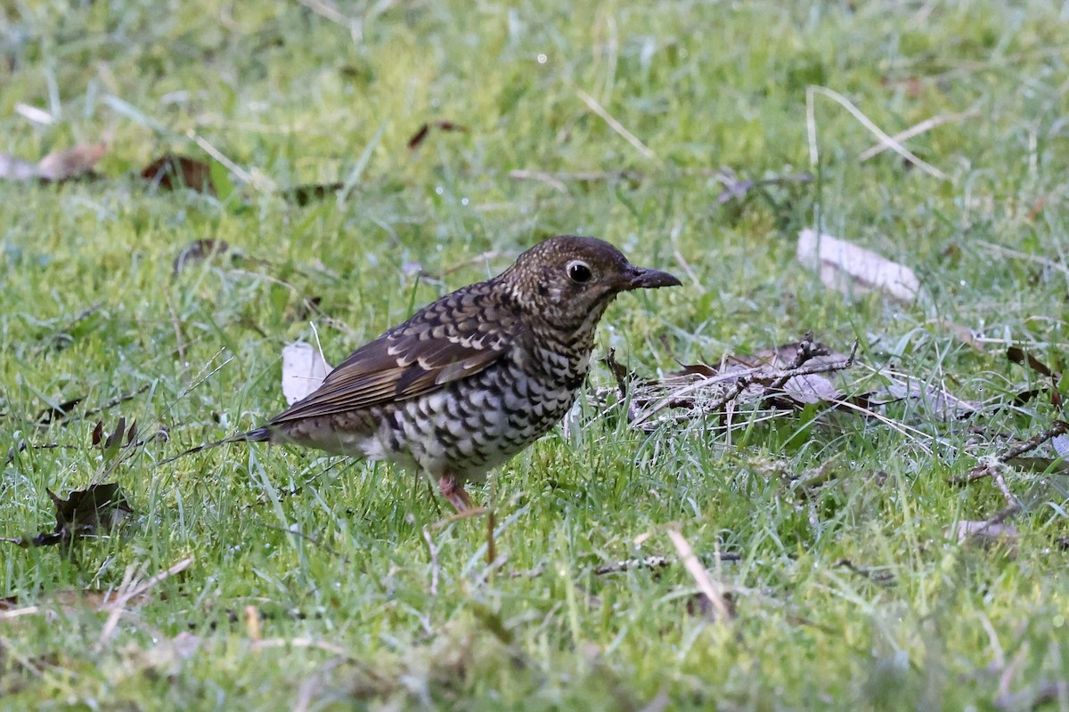 Bassian Thrush - ML643465673