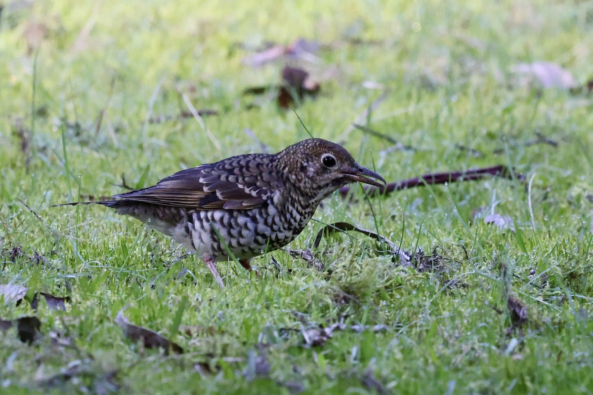 Bassian Thrush - ML643465674