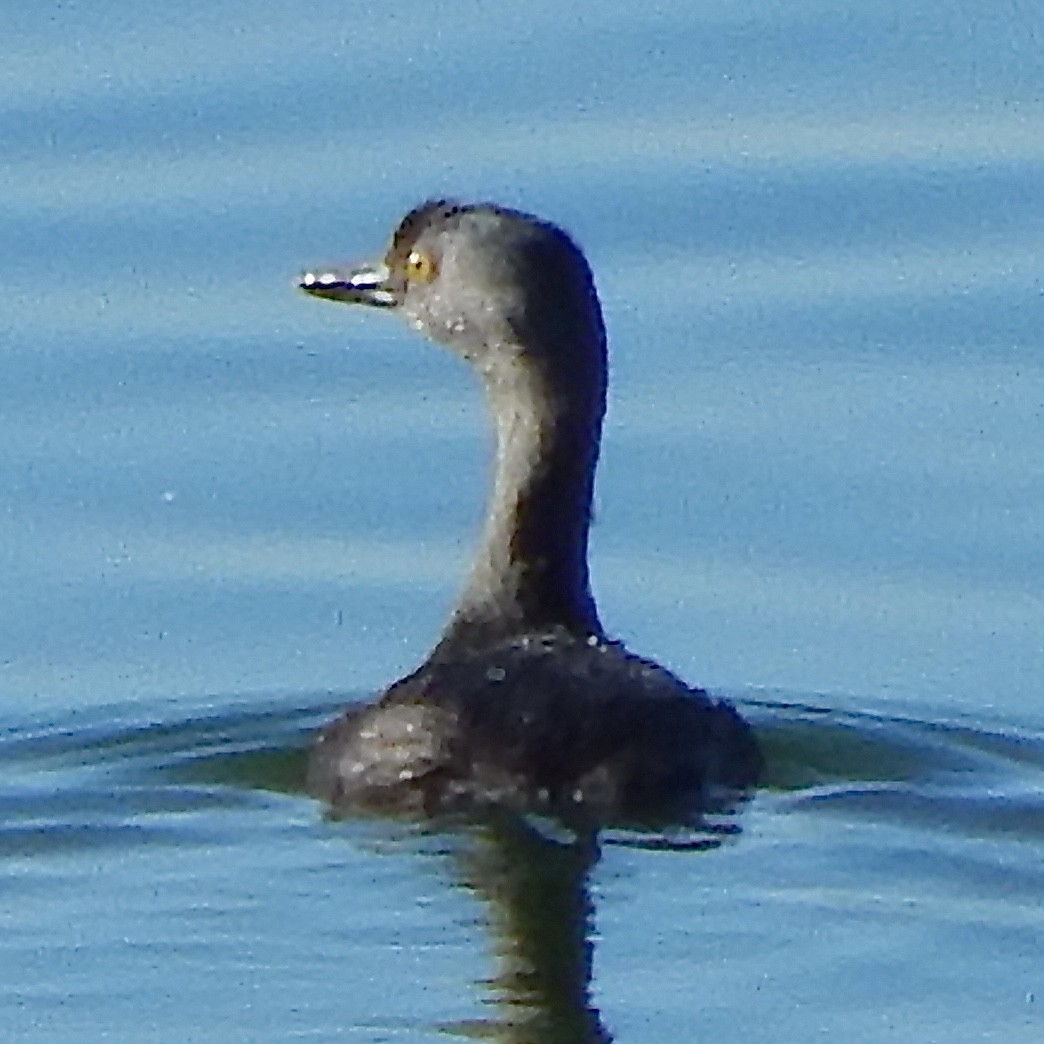 Least Grebe - ML643465677