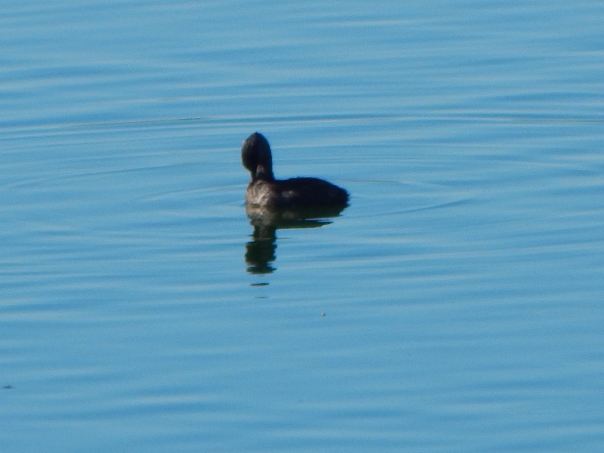 Least Grebe - ML643465678
