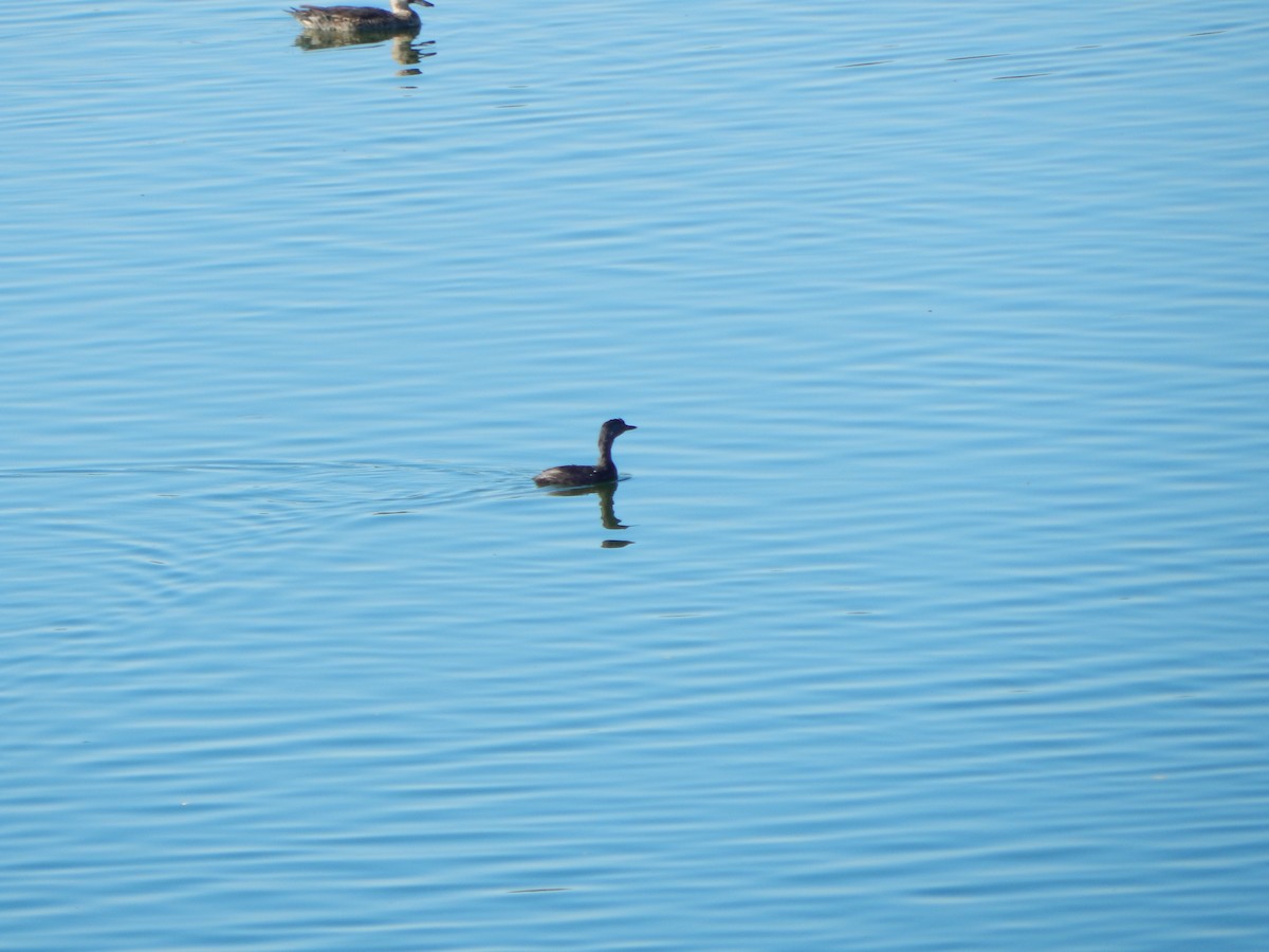 Least Grebe - ML643465679
