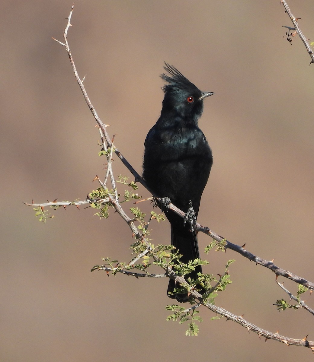 Phainopepla - ML643465680