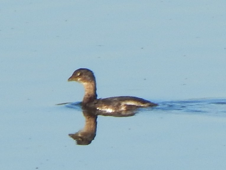 Pied-billed Grebe - ML643465687