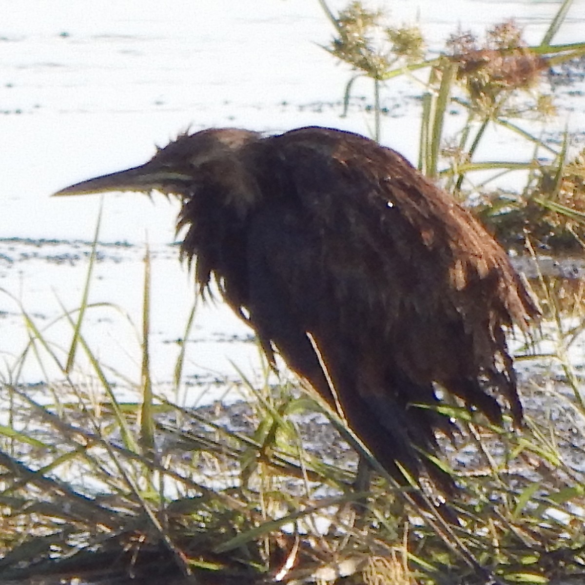 American Bittern - ML643465723