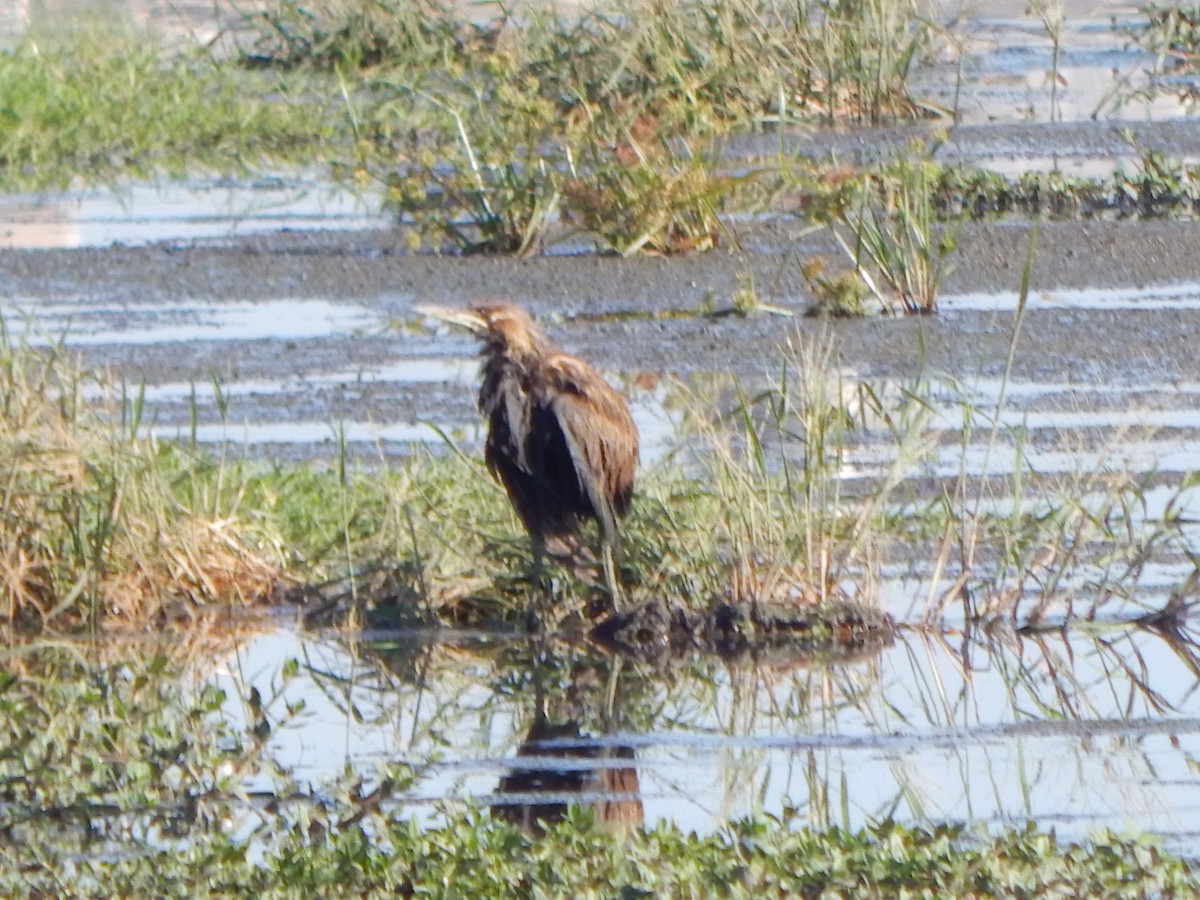 American Bittern - ML643465725