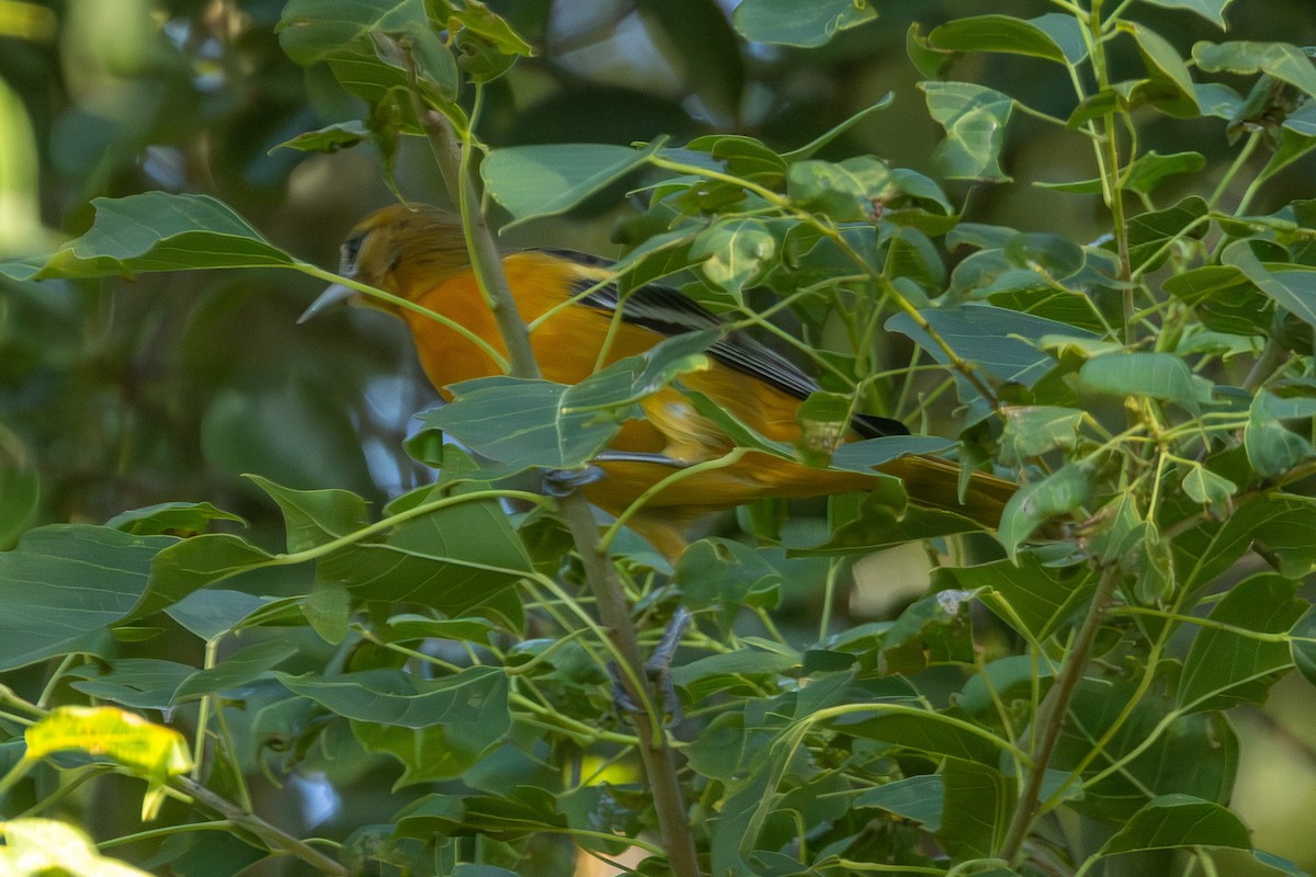 Baltimore Oriole - ML643465728
