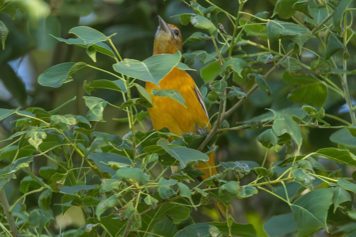 Baltimore Oriole - ML643465731