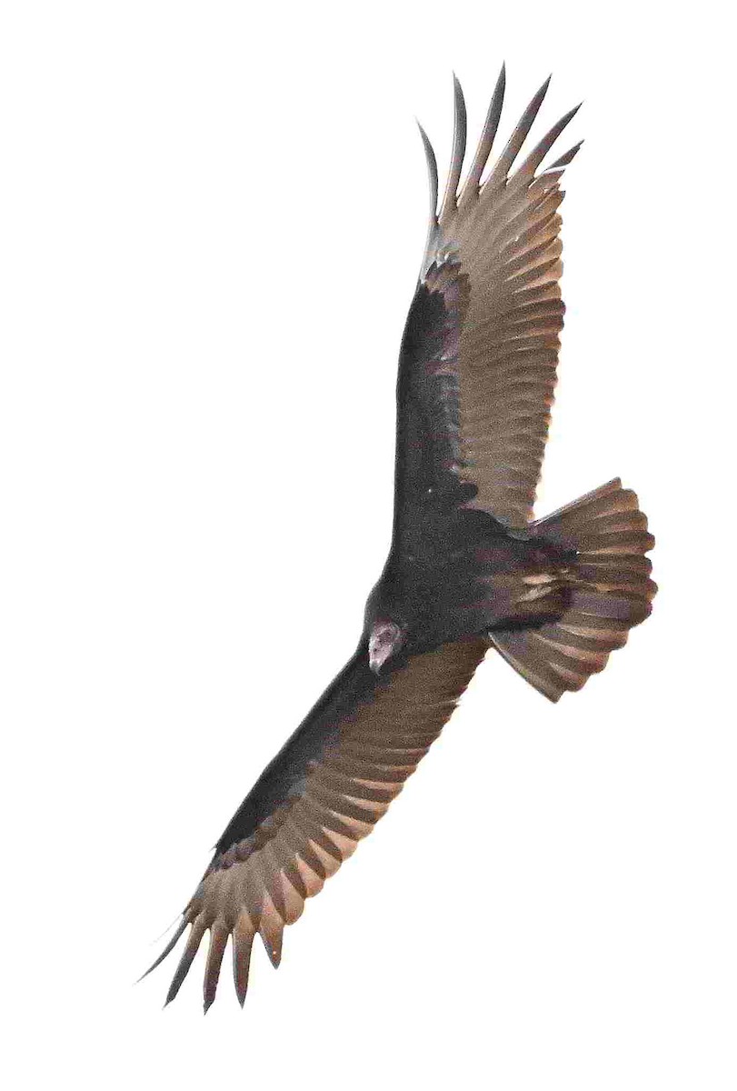 Turkey Vulture - ML643465732