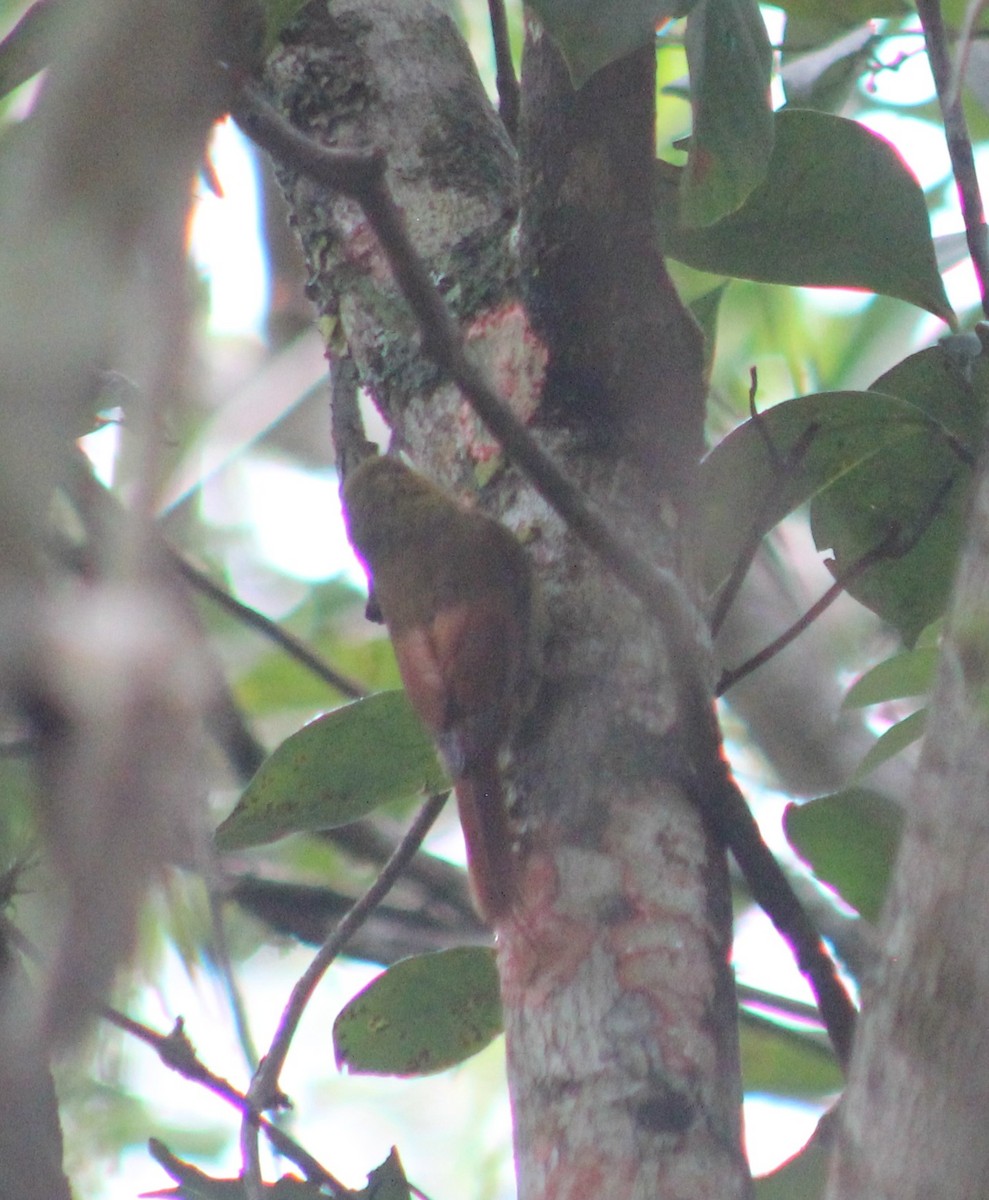 Olivaceous Woodcreeper - ML643465735