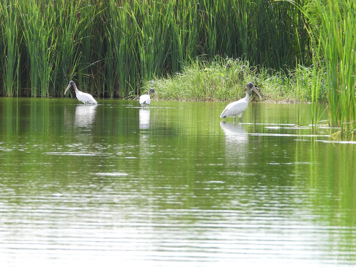 Wood Stork - ML643465748