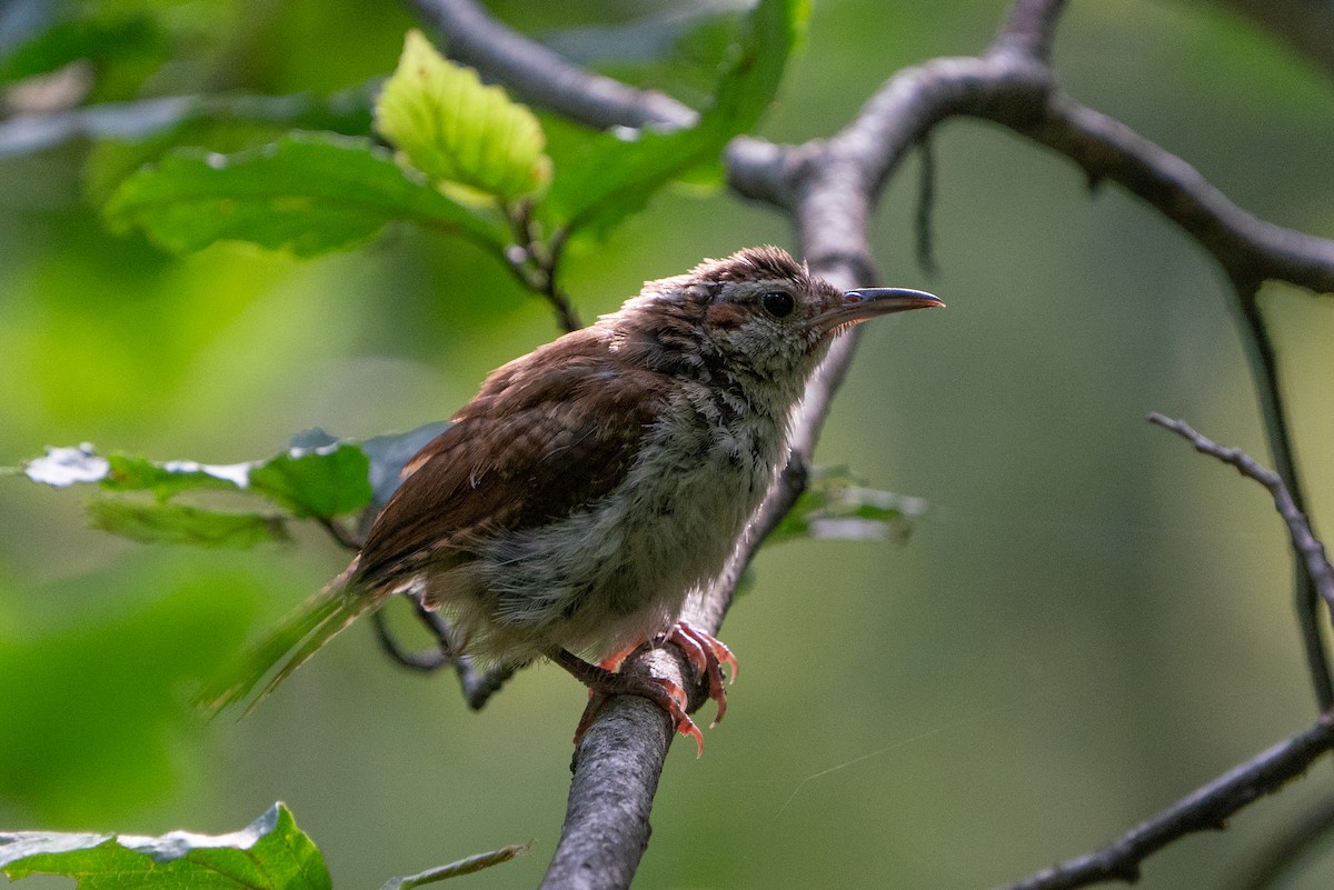 Carolina Wren - ML643465754
