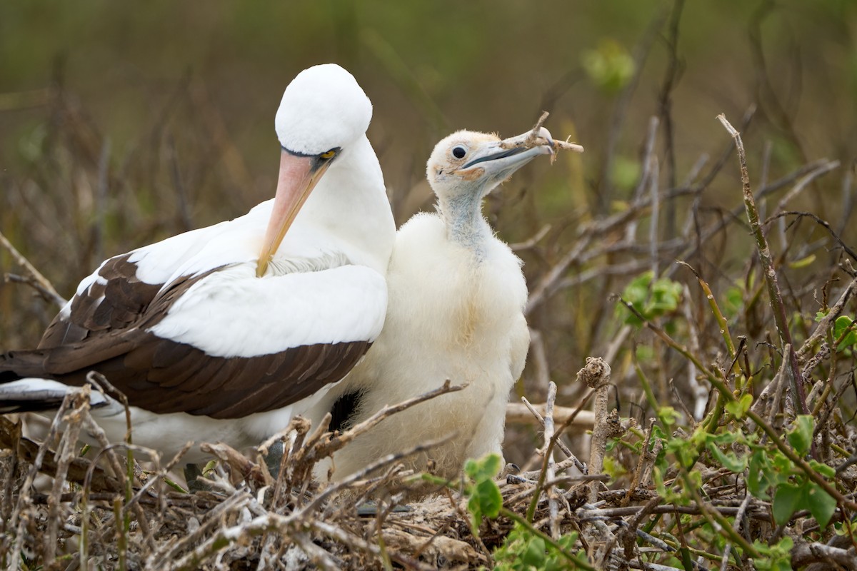 Nazca Booby - ML643465759