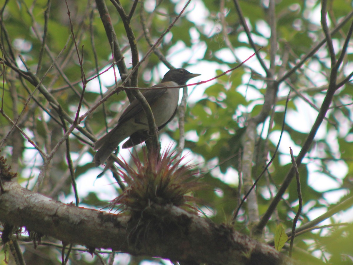 White-necked Thrush - ML643465765