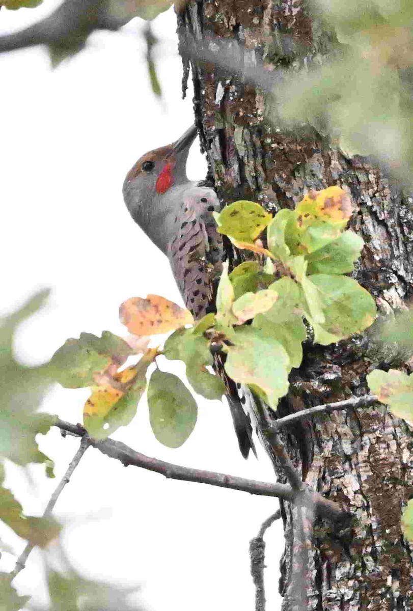 Northern Flicker - ML643465788