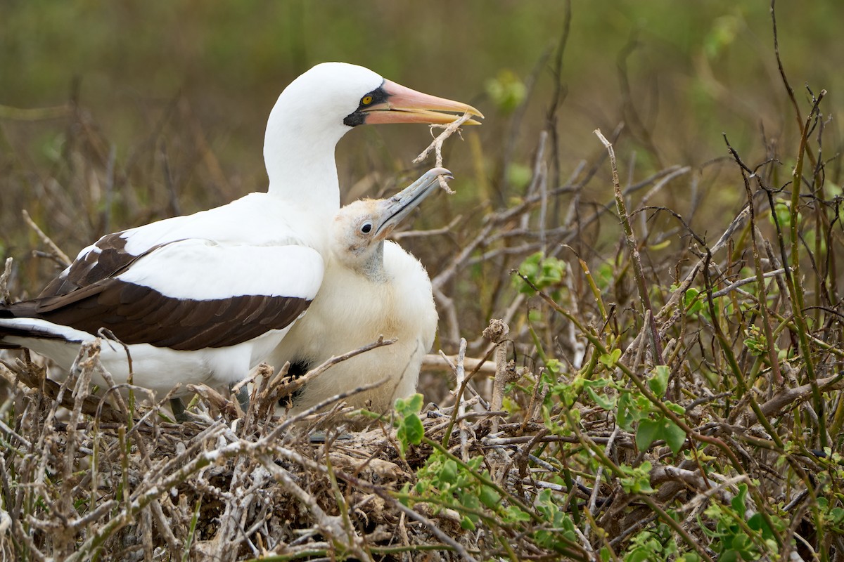 Nazca Booby - ML643465790