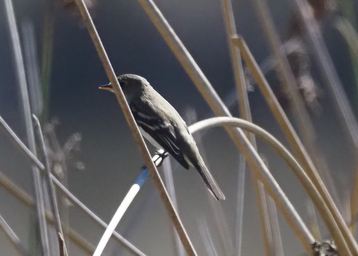 Alder Flycatcher - ML643465795