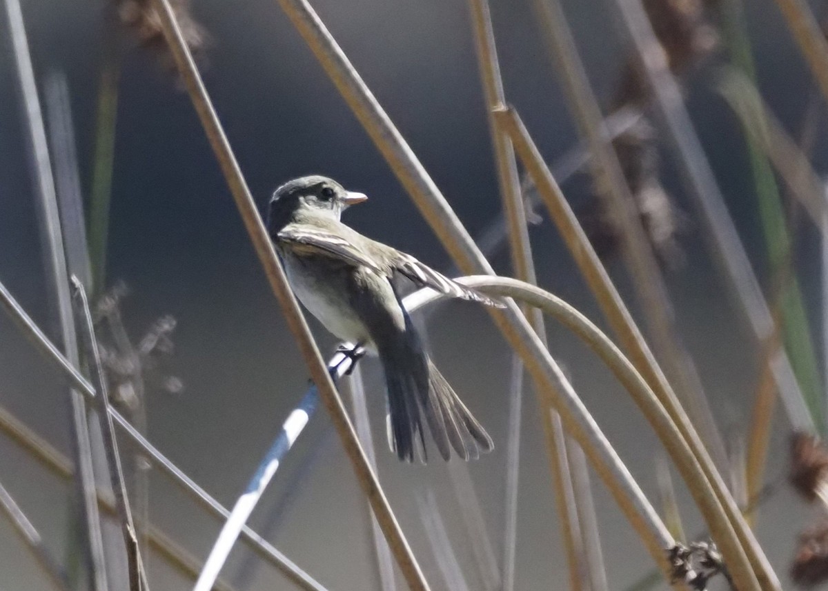 Alder Flycatcher - ML643465796
