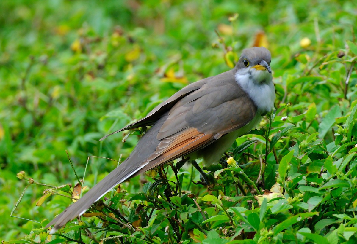 Cuclillo Piquigualdo - ML643465805