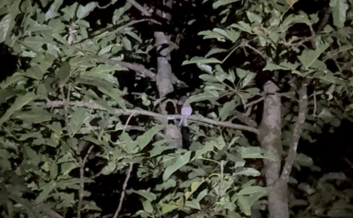 Australian Owlet-nightjar - ML643465807