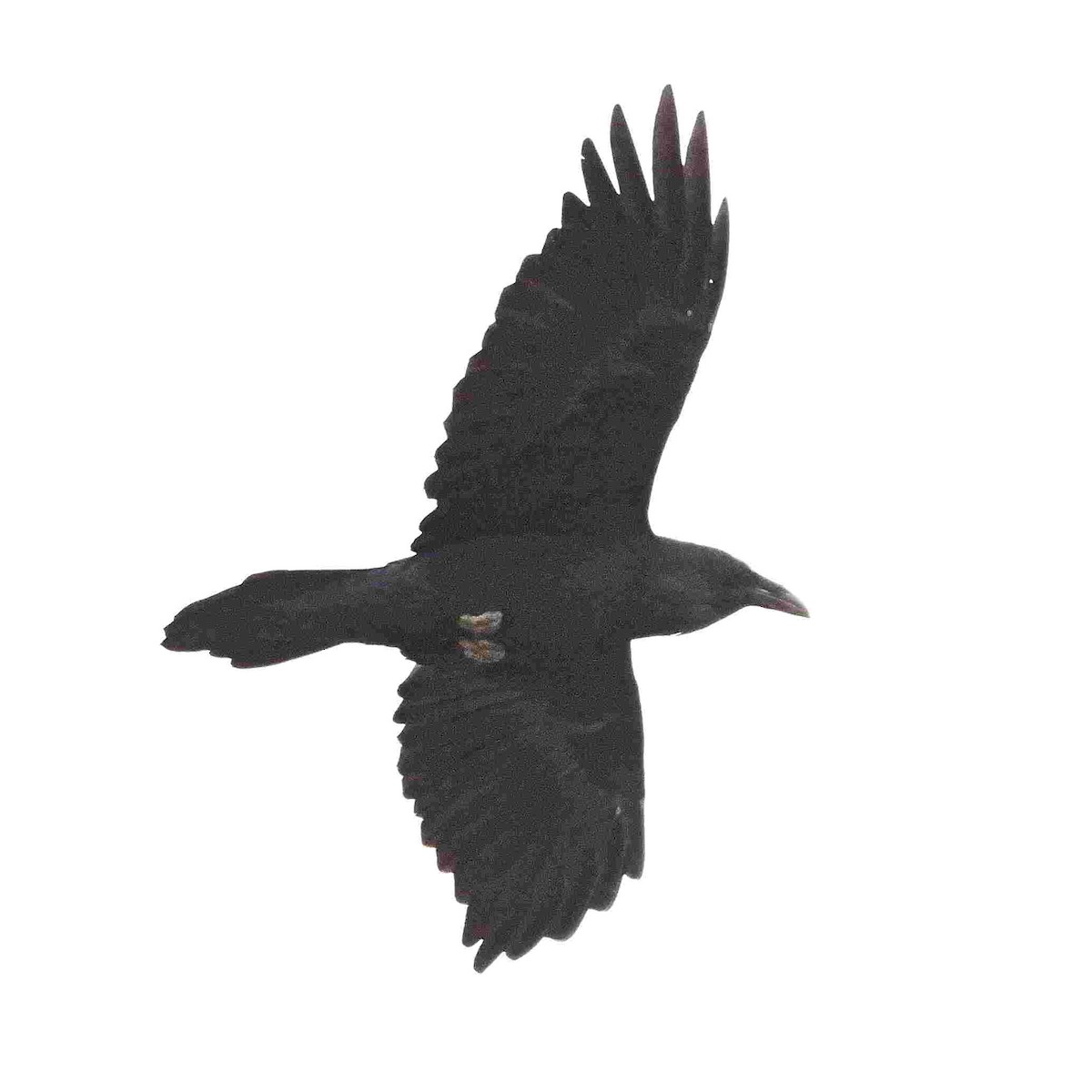 Common Raven - ML643465808