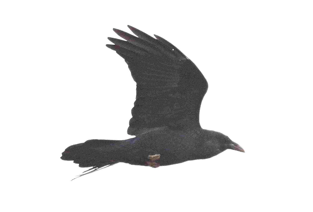 Common Raven - ML643465809