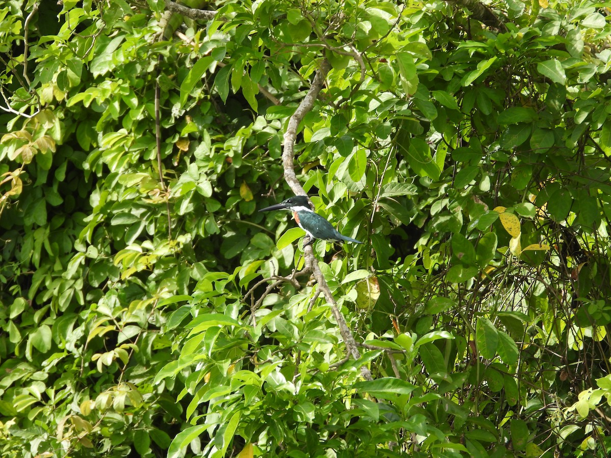 Martin-pêcheur vert - ML643465814