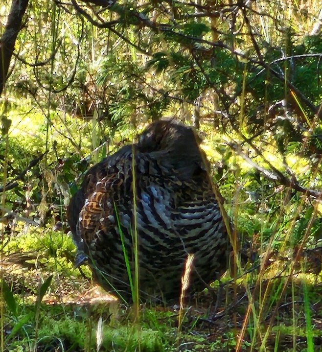 Spruce Grouse - ML643465817