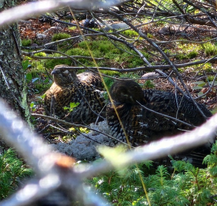 Spruce Grouse - ML643465818