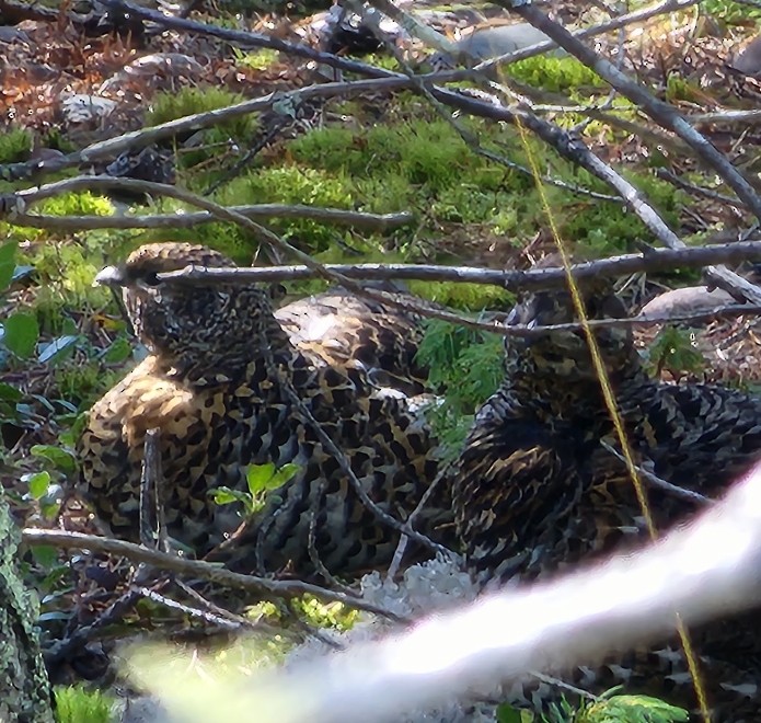 Spruce Grouse - ML643465819