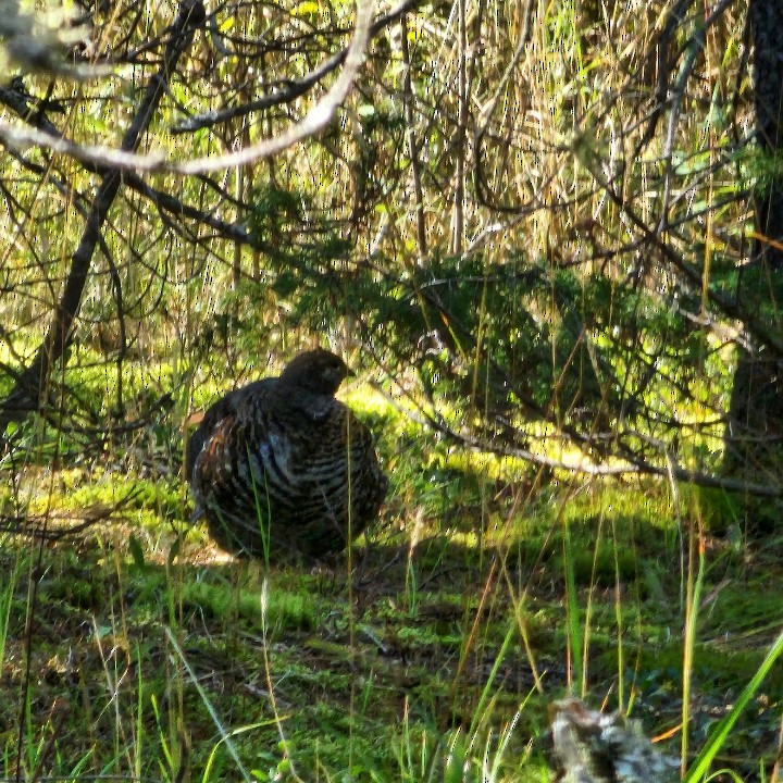 Spruce Grouse - ML643465820