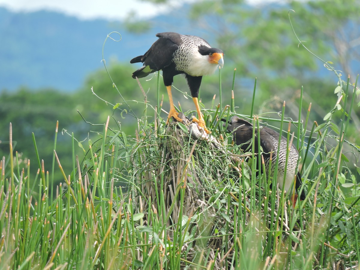 Caracara huppé (cheriway) - ML643465823