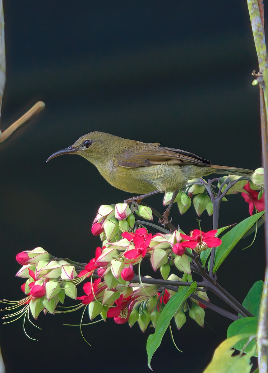 Crimson Sunbird - ML643465828