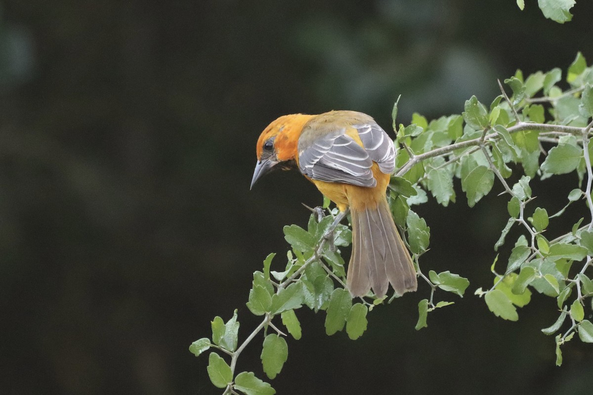Altamira Oriole - ML643465837